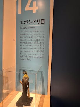 特別展「鳥 ～ゲノム解析が解き明かす新しい鳥類の系統～」国立科学博物館に投稿された画像（2025/1/7）