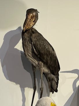 特別展「鳥 ～ゲノム解析が解き明かす新しい鳥類の系統～」国立科学博物館に投稿された画像（2025/1/7）