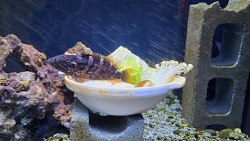 幼魚水族館に投稿された画像（2025/1/7）