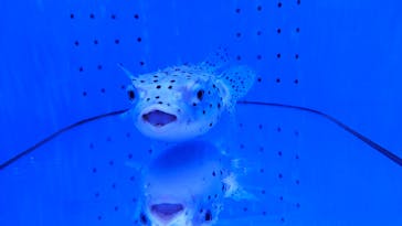 幼魚水族館に投稿された画像（2025/1/7）