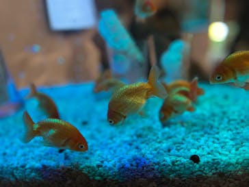 NARA KINGYO MUSEUMに投稿された画像（2025/1/7）