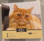 猫カフェモカ　アルシェ大宮店に投稿された画像（2025/1/8）