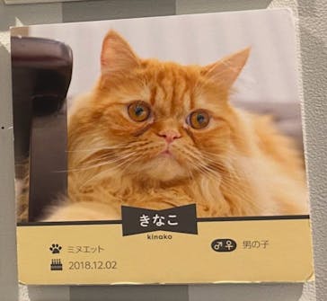 猫カフェモカ　アルシェ大宮店に投稿された画像（2025/1/8）