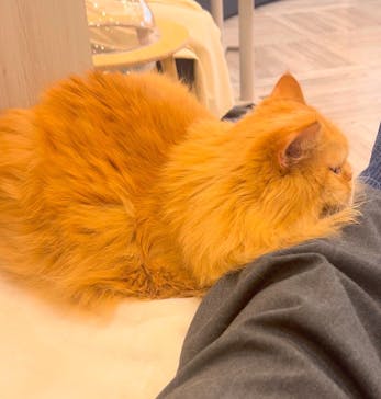 猫カフェモカ　アルシェ大宮店に投稿された画像（2025/1/8）