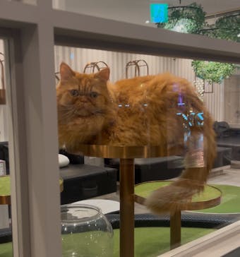 猫カフェモカ　アルシェ大宮店に投稿された画像（2025/1/8）