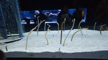 すみだ水族館に投稿された画像（2025/1/8）