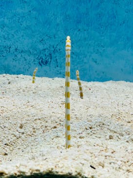 大分マリーンパレス水族館 「うみたまご」に投稿された画像（2025/1/6）