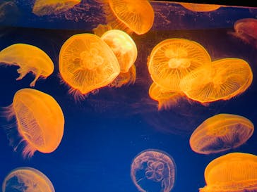 大分マリーンパレス水族館 「うみたまご」に投稿された画像（2025/1/6）