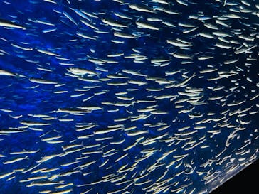 大分マリーンパレス水族館 「うみたまご」に投稿された画像（2025/1/6）