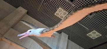 特別展「鳥 ～ゲノム解析が解き明かす新しい鳥類の系統～」国立科学博物館に投稿された画像（2025/1/8）