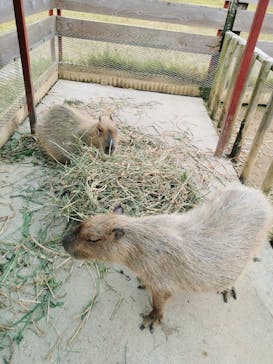 ネオパークオキナワに投稿された画像（2025/1/8）