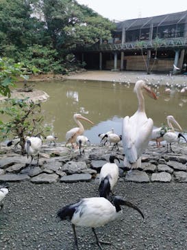 ネオパークオキナワに投稿された画像（2025/1/8）