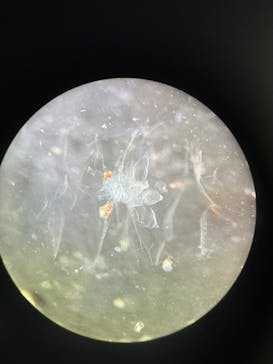 新江ノ島水族館に投稿された画像（2025/1/8）