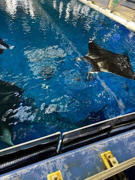 沖縄美ら海水族館（館内体験）に投稿された画像（2025/1/8）