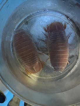 沖縄美ら海水族館（館内体験）に投稿された画像（2025/1/8）