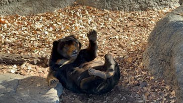 恩賜上野動物園に投稿された画像（2025/1/8）