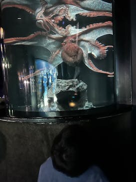 サンシャイン水族館に投稿された画像（2025/1/8）