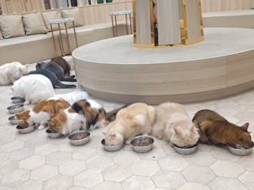 猫カフェモカ　イオンモール幕張新都心店に投稿された画像（2025/1/8）