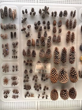 国立科学博物館に投稿された画像（2025/1/8）