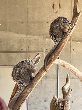 霞ケ浦 どうぶつとみんなのいえに投稿された画像（2025/1/8）