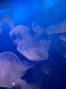 新江ノ島水族館に投稿された画像（2025/1/9）