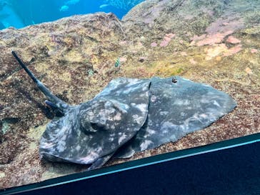 新江ノ島水族館に投稿された画像（2025/1/9）