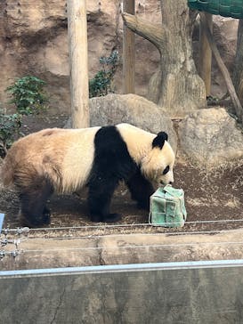 恩賜上野動物園に投稿された画像（2025/1/9）