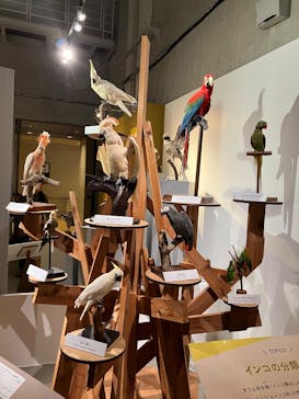 特別展「鳥 ～ゲノム解析が解き明かす新しい鳥類の系統～」国立科学博物館に投稿された画像（2025/1/9）