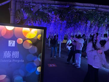 東京メガイルミに投稿された画像（2025/1/9）