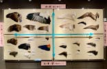 特別展「鳥 ～ゲノム解析が解き明かす新しい鳥類の系統～」国立科学博物館に投稿された画像（2025/1/10）