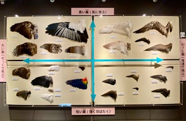 特別展「鳥 ～ゲノム解析が解き明かす新しい鳥類の系統～」国立科学博物館に投稿された画像（2025/1/9）