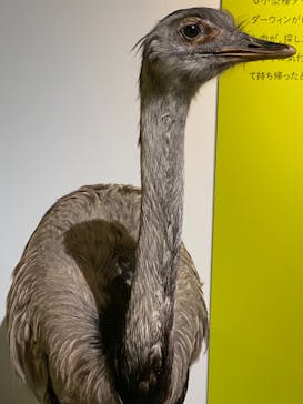 特別展「鳥 ～ゲノム解析が解き明かす新しい鳥類の系統～」国立科学博物館に投稿された画像（2025/1/9）