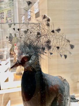 特別展「鳥 ～ゲノム解析が解き明かす新しい鳥類の系統～」国立科学博物館に投稿された画像（2025/1/9）