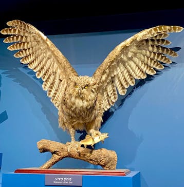 特別展「鳥 ～ゲノム解析が解き明かす新しい鳥類の系統～」国立科学博物館に投稿された画像（2025/1/9）