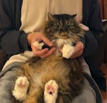 猫カフェモカ　池袋東口店に投稿された画像（2025/1/10）