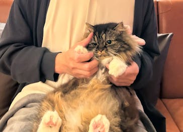 猫カフェモカ　池袋東口店に投稿された画像（2025/1/9）