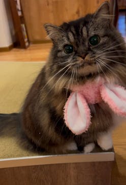 猫カフェモカ　池袋東口店に投稿された画像（2025/1/9）