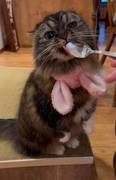 猫カフェモカ　池袋東口店に投稿された画像（2025/1/9）