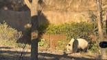 恩賜上野動物園に投稿された画像（2025/1/10）