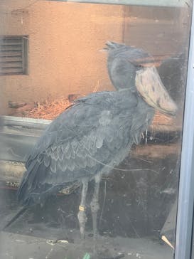 恩賜上野動物園に投稿された画像（2025/1/10）