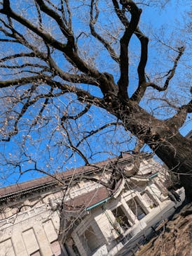 東京国立博物館に投稿された画像（2025/1/10）