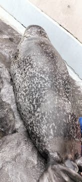 男鹿水族館GAOに投稿された画像（2025/1/10）