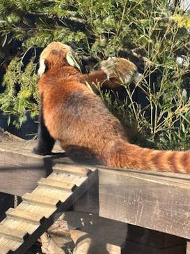 恩賜上野動物園に投稿された画像（2025/1/10）