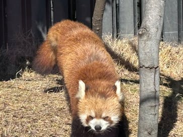 恩賜上野動物園に投稿された画像（2025/1/10）
