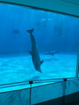 マリンワールド海の中道に投稿された画像（2025/1/10）