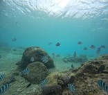 沖縄マリンサービス碧に投稿された画像（2025/1/10）