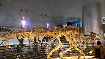 福井県立恐竜博物館に投稿された画像（2025/1/10）