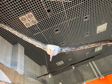 特別展「鳥 ～ゲノム解析が解き明かす新しい鳥類の系統～」国立科学博物館に投稿された画像（2025/1/10）