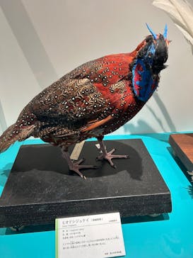 特別展「鳥 ～ゲノム解析が解き明かす新しい鳥類の系統～」国立科学博物館に投稿された画像（2025/1/10）