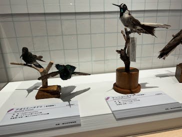 特別展「鳥 ～ゲノム解析が解き明かす新しい鳥類の系統～」国立科学博物館に投稿された画像（2025/1/10）